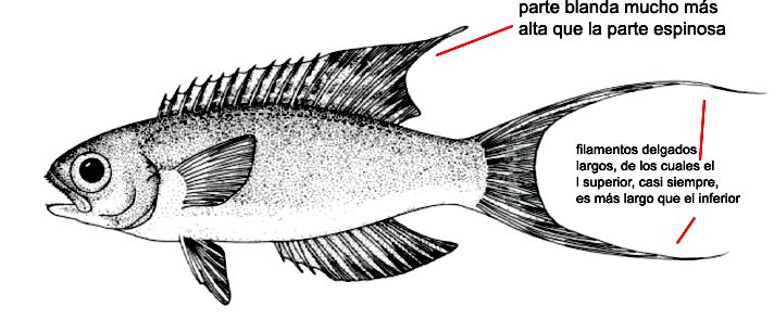Callanthias ruber_001.jpg